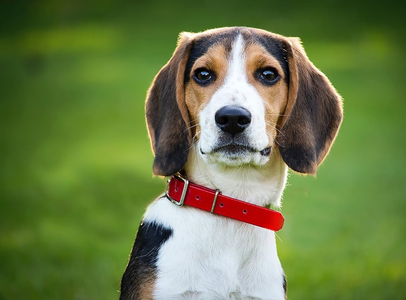 Beagle had 6 mentions by experts