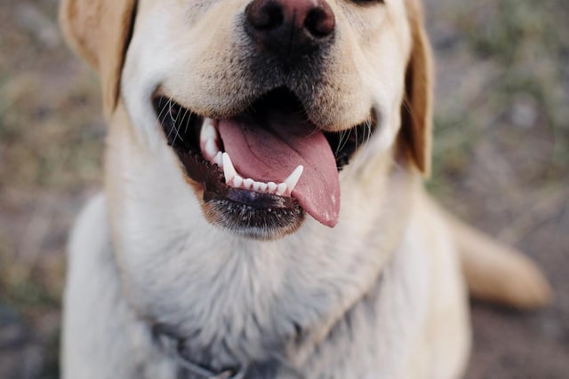 The loveable Labrador was named as the best dog breed for car travel with 22 mentions by experts