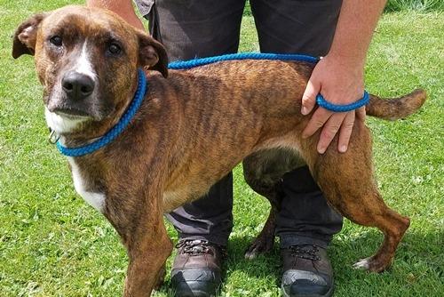 Approximately two year old female crossbreed, medium sized and probably has some lurcher in her. She was abandoned by her previous owner so the home don’t know her history. She is very boisterous and needs a lively household and plenty of exercise. She has been friendly with staff but can be a little over the top with her enthusiasm! She has been with another dog before so can be considered for introductions in homes with other dogs.