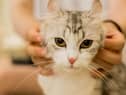 6 simple health checks for your pet you can do at home
