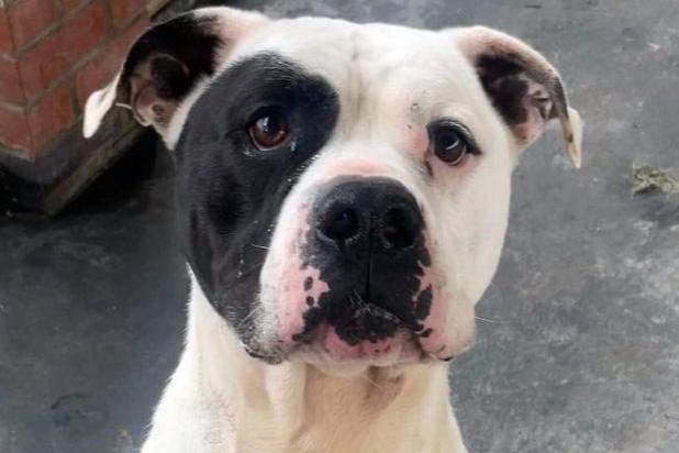 A five year old castrated male American Bulldog. He arrived as a stray and while friendly with staff he is strong, heavy and lively so homes with young children would not be suitable