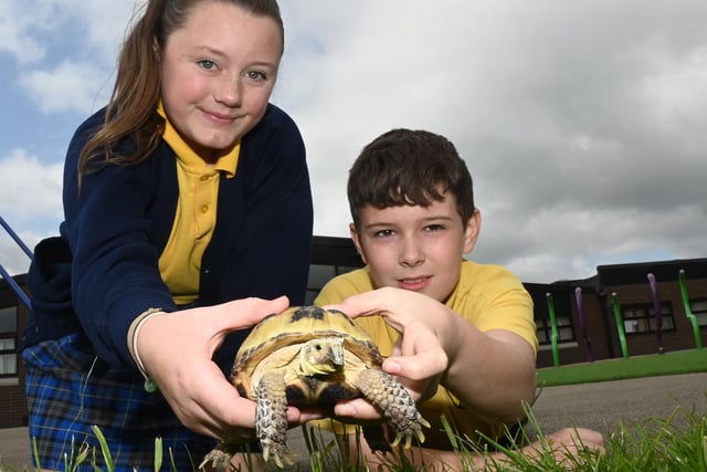 Year Six pupils take responsibility for looking after Philip, the school pet tortoise.  He has been a popular ‘pupil’ at the school for many years and is exceptionally well behaved!