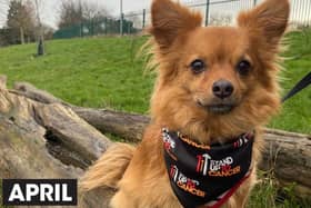 Join the pack: Dog owners are being urged to walk 60 miles with their four-legged friends over the course of April to raise money for Stand Up To Cancer’s life-saving research. Sign up now at su2c.org.uk/walkies