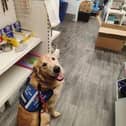 Community dog in training