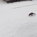 Video footage of foxes at play on Langdale Avenue, Whitley, on Tuesday morning