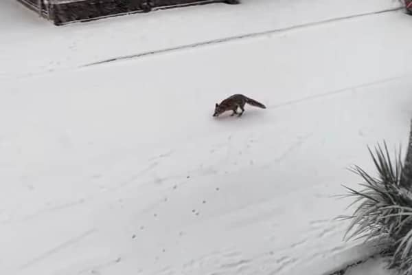 Video footage of foxes at play on Langdale Avenue, Whitley, on Tuesday morning