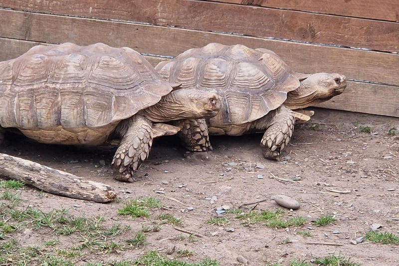 These two sulcata tortoise were in the mood for showing off their speed!