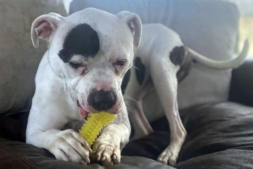 A four year old male American Bulldog, Spot was a stray so his background is unknown. He has been adopted previously but was too boisterous for his owner and is in need of an owner who could give him more training.