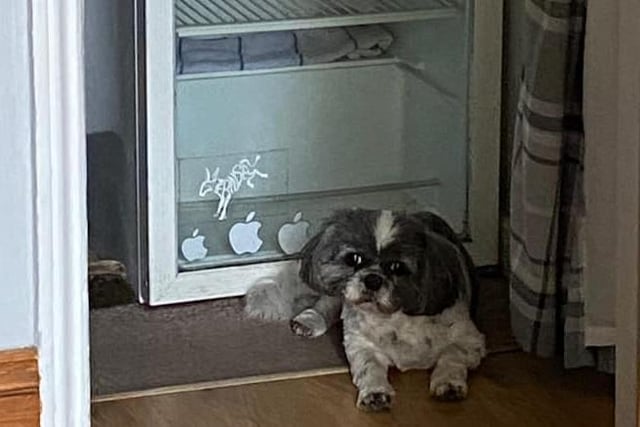 Adele Heyes sent this photo of Poppy the dog cooling near the fridge.