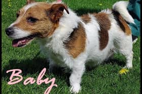 Five-year-old female Jack Russell Terrier. Owner has become too unwell to look after her. History unknown but she has lived with another dog and has been used to children. She has shown no concerns behaviour wise and appears in good health.