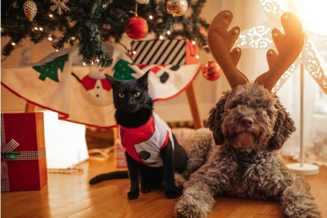 Keeping your pets safe at Christmas