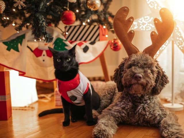 Keeping your pets safe at Christmas