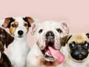 New research has revealed the 10 most expensive dog breeds to insure, with the English Bulldog taking the top spot.