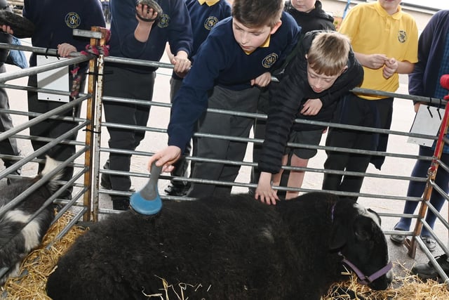 Pupils groom sheep as a farm visited the school.