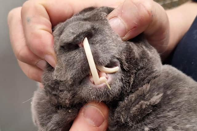 Bobby's teeth were overgrown when he was rescued