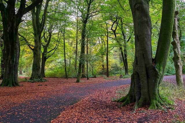 The plantations at Haigh Hall