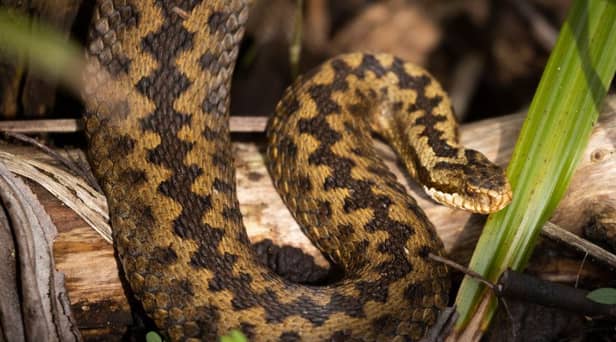 What should you do if you or your dog are bitten by an adder?