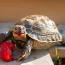 A tortoise was once left in a will
