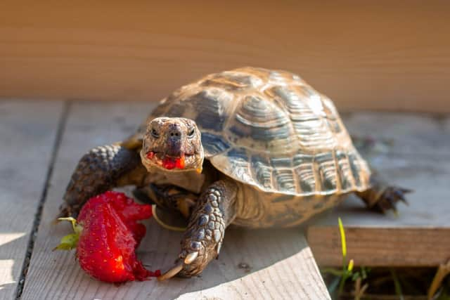 A tortoise was once left in a will