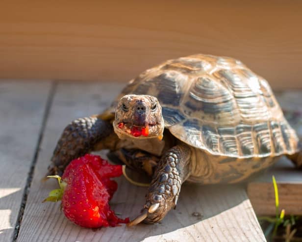 A tortoise was once left in a will