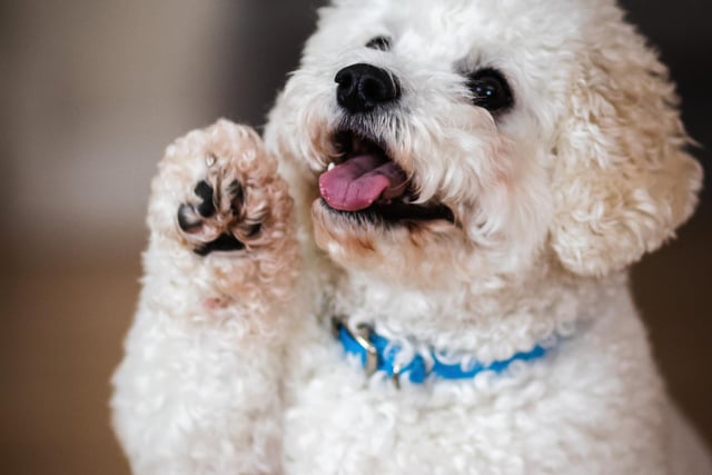 Poodle had 11 mentions by experts
