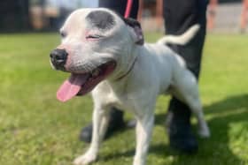 A happy go lucky three and a half year old Staffordshire Bull Terrier. Eddie came to the home as a stray so his history isn’t known but he’s been a joy during his time there. He sometimes gets a bit over-excited around other dogs and can react, so not advised for homes with young children.
