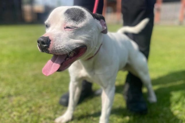 A happy go lucky three and a half year old Staffordshire Bull Terrier. Eddie came to the home as a stray so his history isn’t known but he’s been a joy during his time there. He sometimes gets a bit over-excited around other dogs and can react, so not advised for homes with young children.