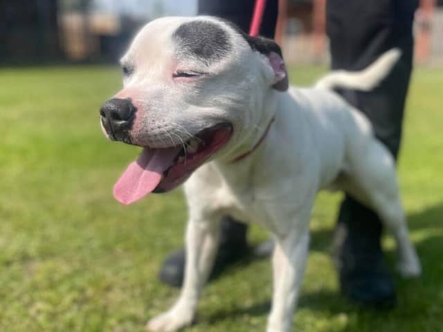 A happy go lucky three and a half year old Staffordshire Bull Terrier. Eddie came to the home as a stray so his history isn’t known but he’s been a joy during his time there. He sometimes gets a bit over-excited around other dogs and can react, so not advised for homes with young children.