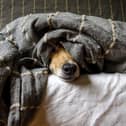 Dog snuggling under blanket