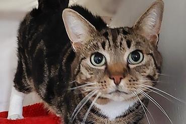 Buddy is a five and a half year old castrated male and is looking for his forever home as his owner is unwell and unable to continue caring for him. Wise for him to be the only cat in his new home after not taking to a cat already in a previous home.