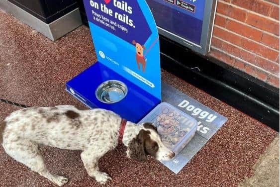 A dog drinking water at the pet provisions station