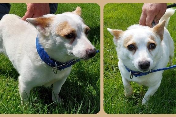 Approximately two year old male Jack Russell. Sid came to the home as a stray so his background is not known. He had fleas on arrival but has been treated and is improving. He appears in good health otherwise and has been a friendly boy with staff.