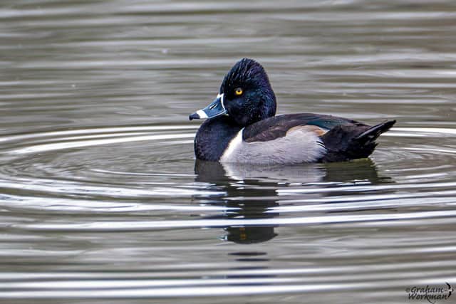 Ring-necked Duck