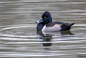 Ring-necked Duck