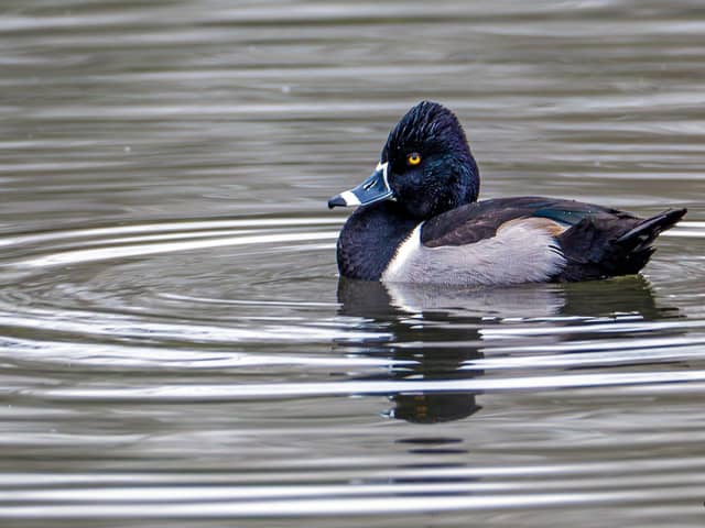Ring-necked Duck