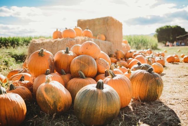 At Windmill Animal Farm, Fish Lane, Burscough, Farmer Chris has planted more than 20,000 pumpkins ready to be picked this October. Dates: 9th - 31st October. Telephone 01704 892282