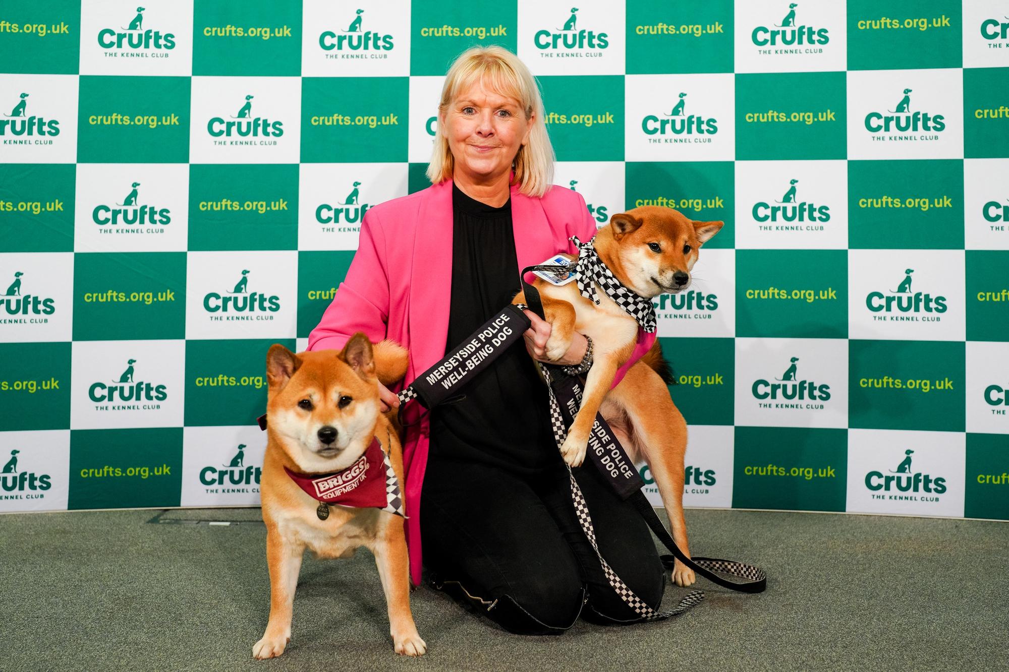 Crufts shop shiba inu