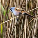 Bearded Reedling