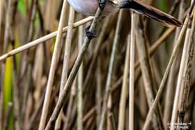 Bearded Reedling