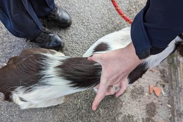 Springer spaniel Bella was found to be painfully thin and undernourished