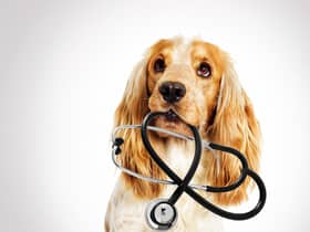 More than half of vets (52 per cent) said the number of clients reporting difficulty covering the cost of preventative veterinary care for their animal had increased compared to 2021 (photo: Adobe)