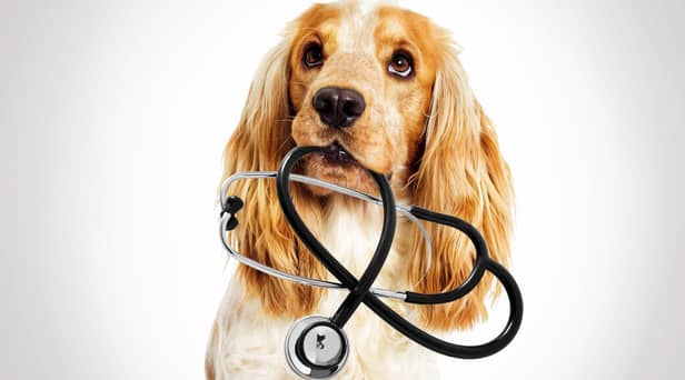More than half of vets (52 per cent) said the number of clients reporting difficulty covering the cost of preventative veterinary care for their animal had increased compared to 2021 (photo: Adobe)