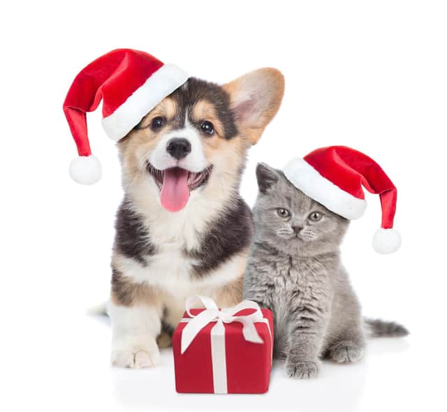 Be mindful of the festive traditions that could put our pets in harm’s way (photo: Adobe)