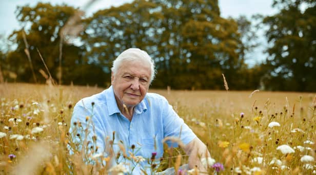 Sir David Attenborough says nature in the British Isles can be as dramatic and spectacular as anything else he’s seen across the world