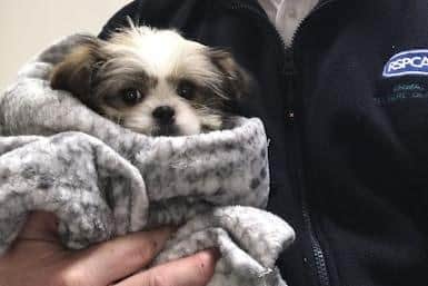 The abandoned puppy found in Atherton