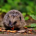 Creatures like hedgehogs need a little extra help to help them thrive - Animal News Agency