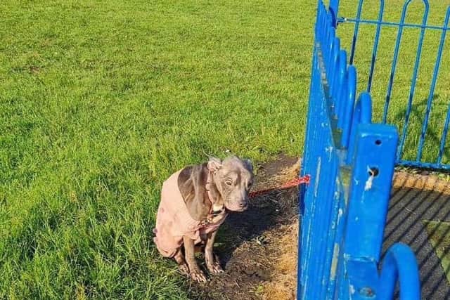 RSPCA probe: skeletal dog found tied to Wigan park's railings