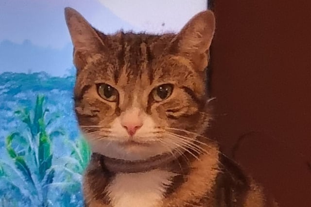 Lady Lola
