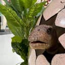 Dino Day will kick off the summer holidays on July 24.