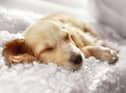 Experts have revealed the benefits of pets sleeping on the bed